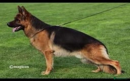 German Shepherd dogs for sale: German shepherd puppies for sale - Image 9