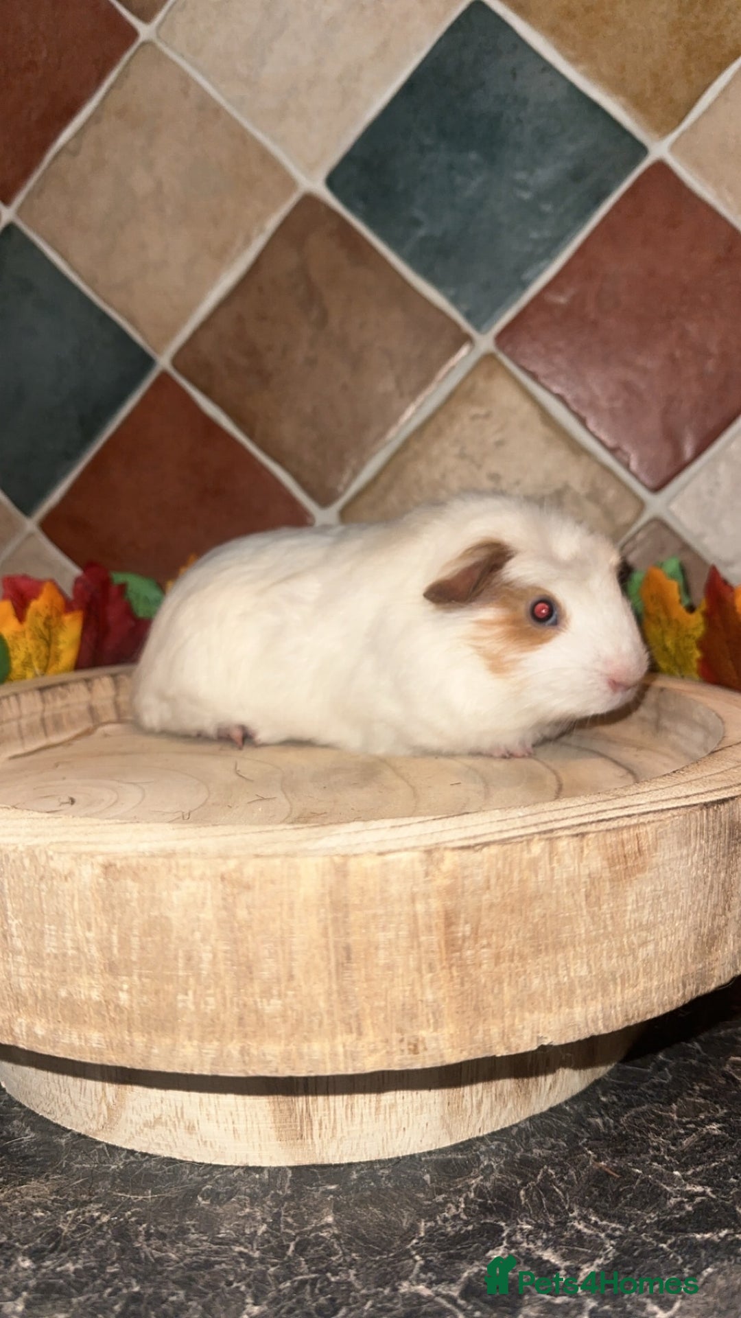Guinea Pig rodents for sale: Baby guinea pigs  - Advert 5