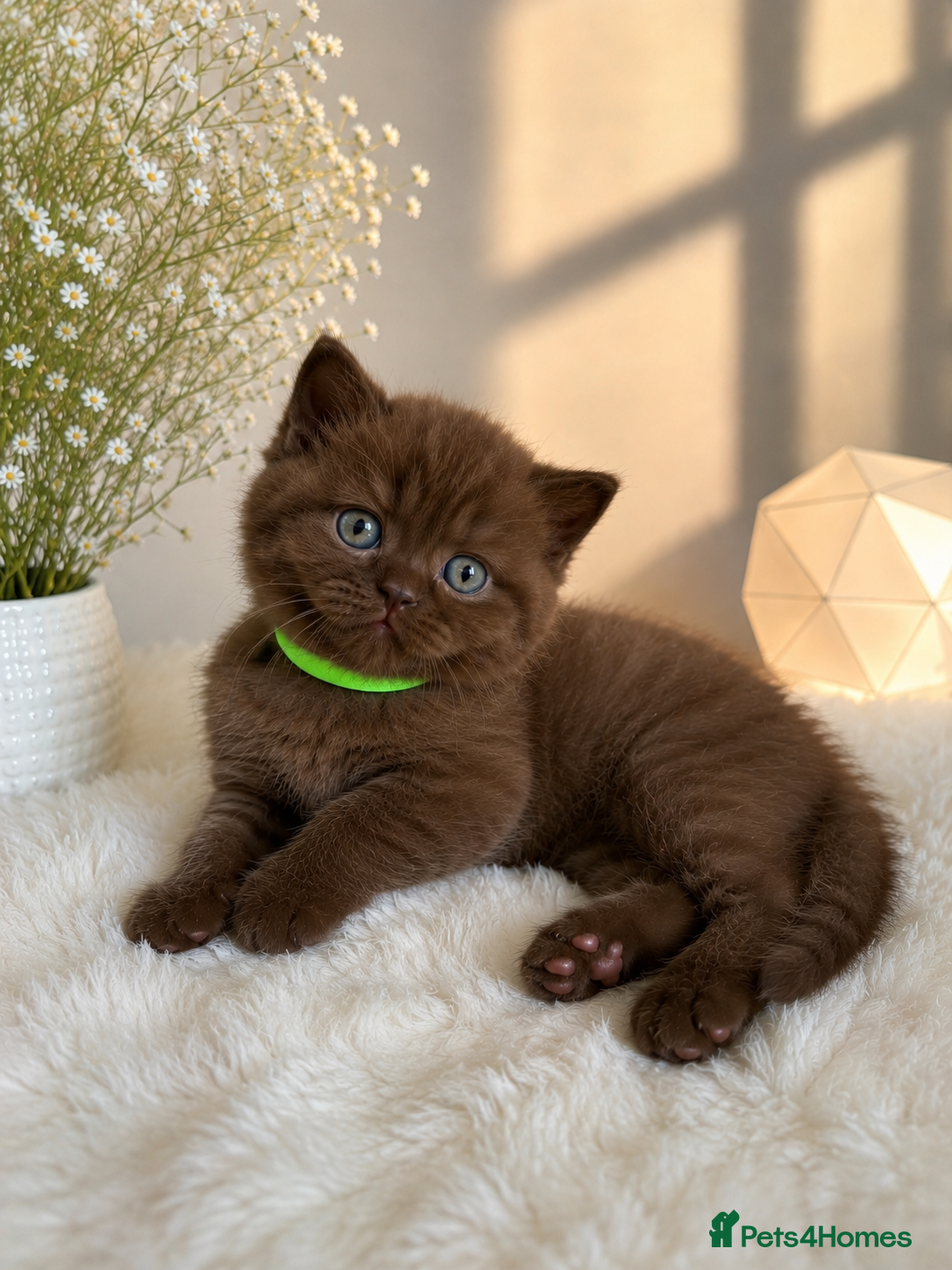 British Shorthair cats Luxury British Shorthair chocolate kittens 🤎✨ - Advert 2