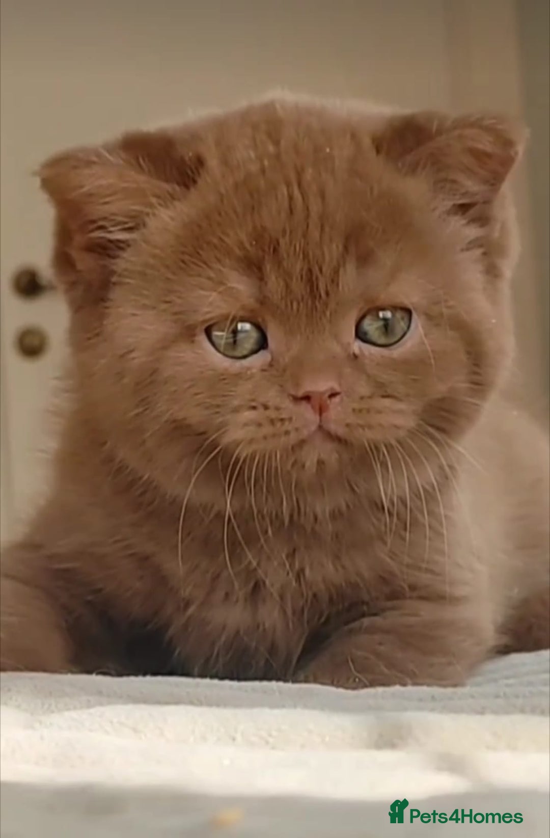 British Shorthair cats for sale: 🏆GCCF / TICA Active –🏅 PROVEN  - Advert 26