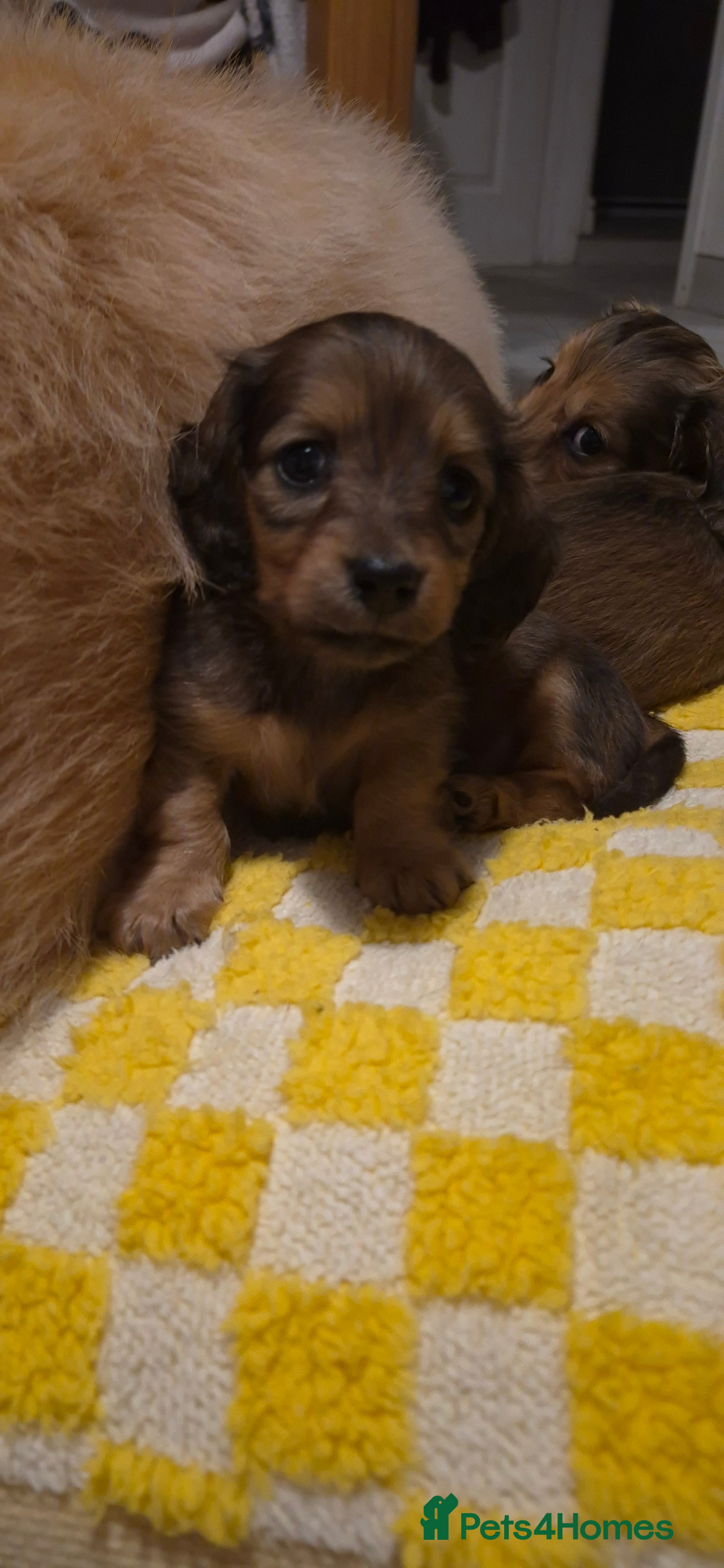 Dachshund dogs Miniature dachshund shaded cream 1 girl left - Advert 5