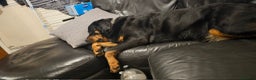 Rottweiler dogs for sale: Rottweiler  - Advert 2