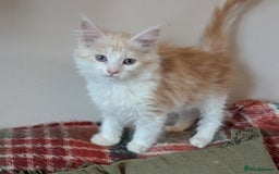 Maine Coon cats for sale: Maine Coon Kittens - Image 21