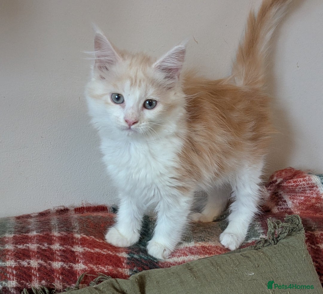 Maine Coon cats for sale: Maine Coon Kittens - Image 21