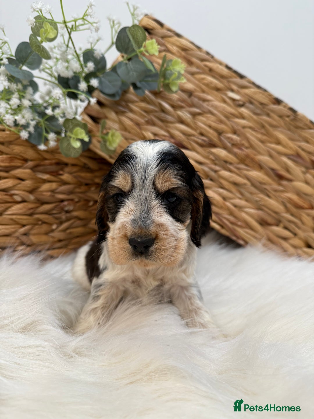 Cocker Spaniel dogs for sale: Quality Health Tested KC Reg Show cocker spaniels  - Advert 24