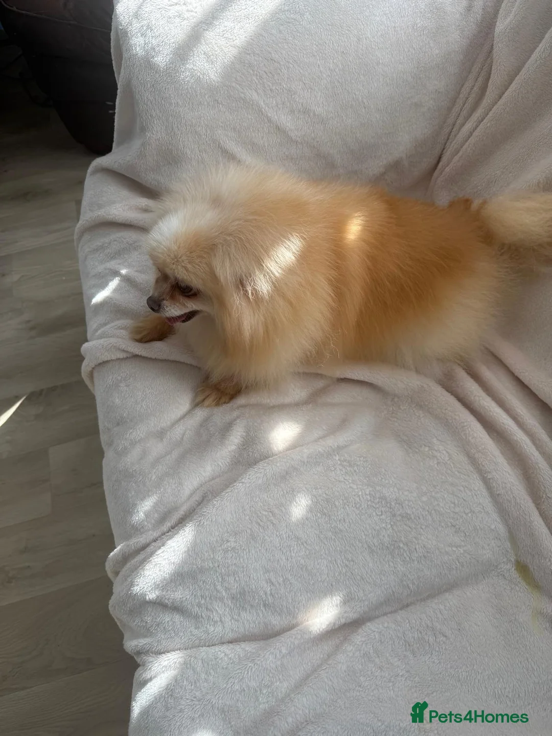 Pomeranian dogs for sale: I have a beautiful pomeranian for sale  in Wembley - Advert 2