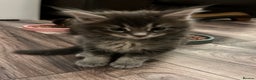 Maine Coon cats for sale:  Pedigree Maine Coon kittens - Advert 31