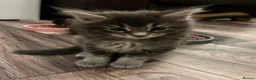 Maine Coon cats for sale:  Pedigree Maine Coon kittens - Advert 30