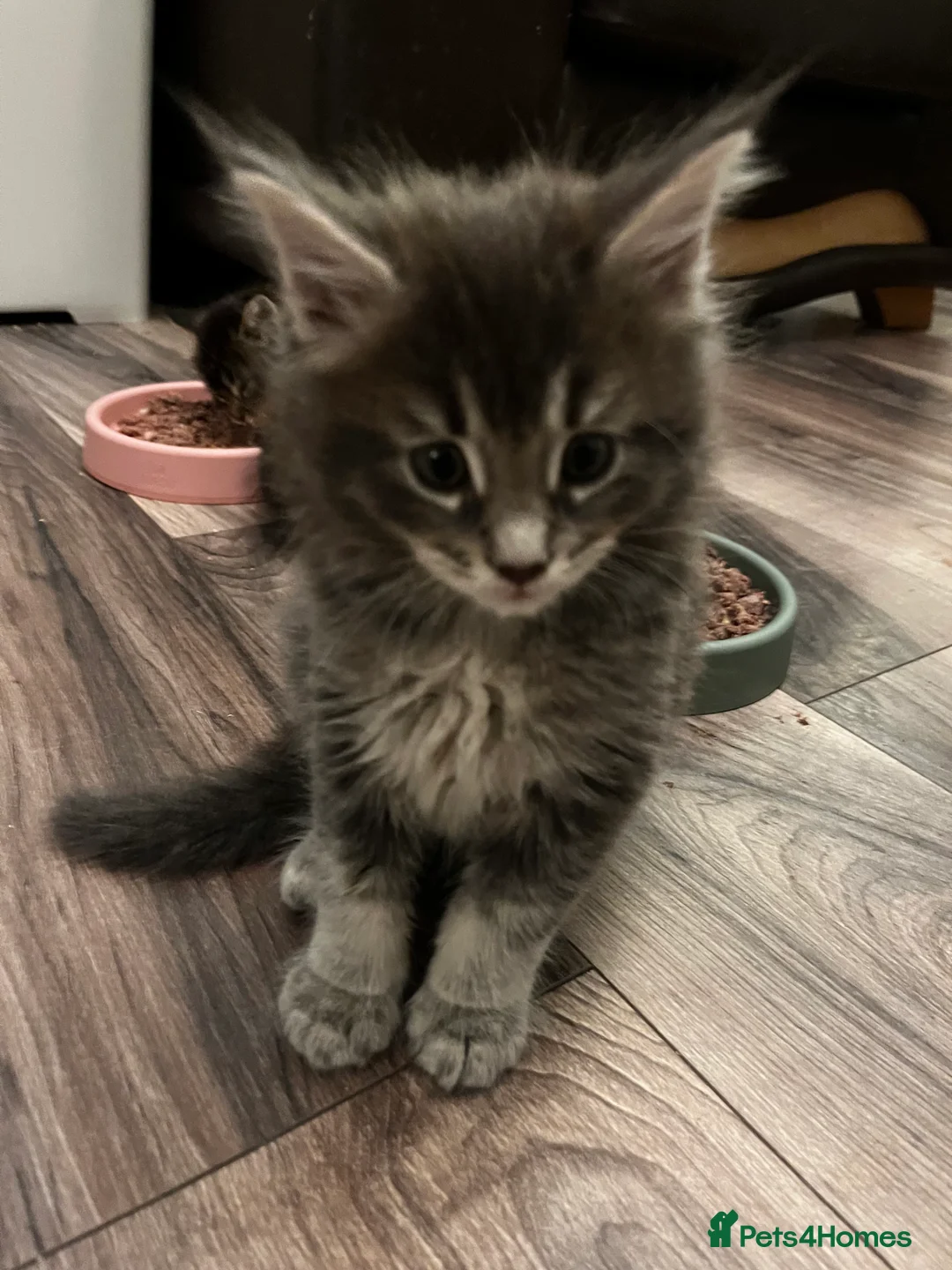 Maine Coon cats for sale:  Pedigree Maine Coon kittens - Advert 30