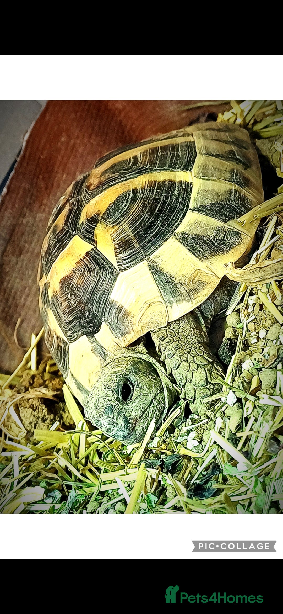 Tortoise reptiles for sale: 3 Year Old Hermann Tortoise - Advert 2