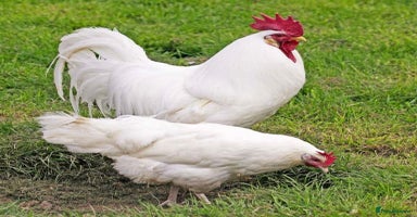 Chickens poultry - Advert 12