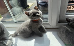 British Shorthair cats for sale: British shorthair kittens  - Image 6