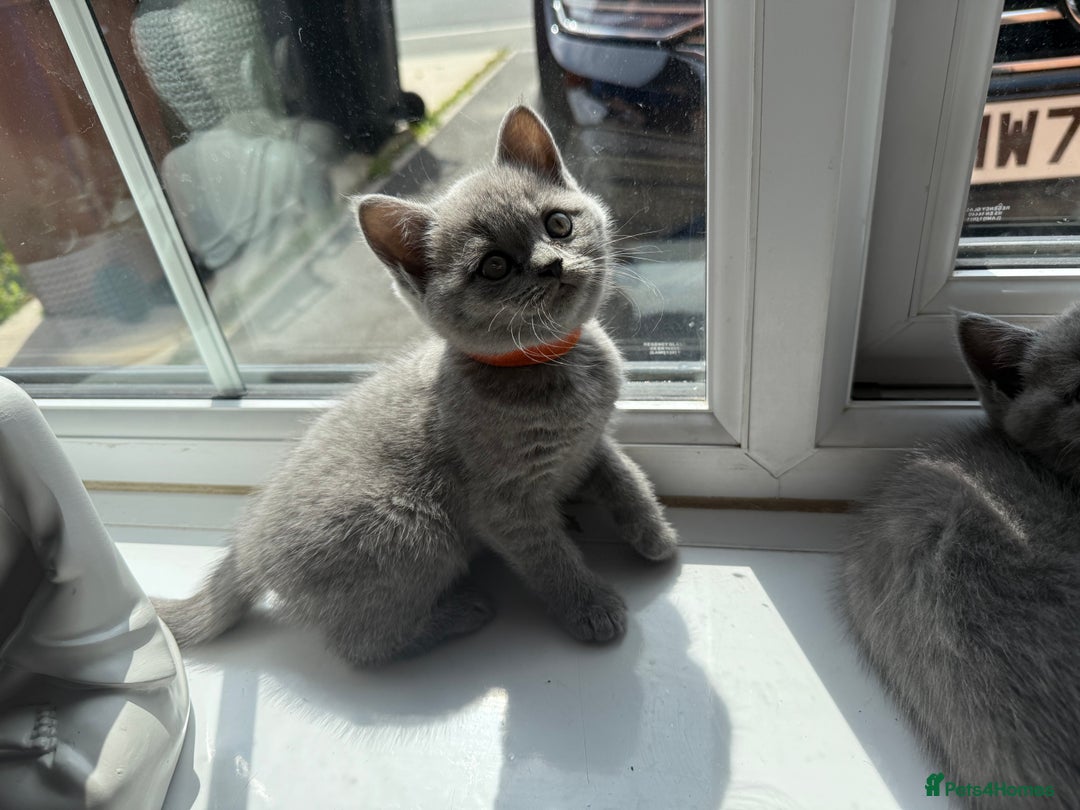 British Shorthair cats for sale: British shorthair kittens  - Image 6