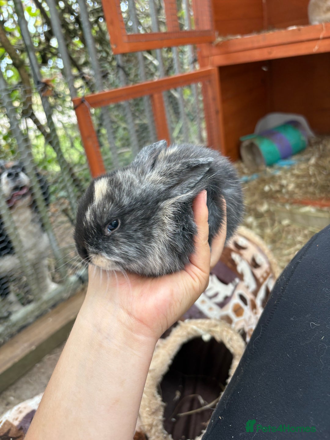 Mixed Breed rabbits for sale: Baby rabbits  - Image 4