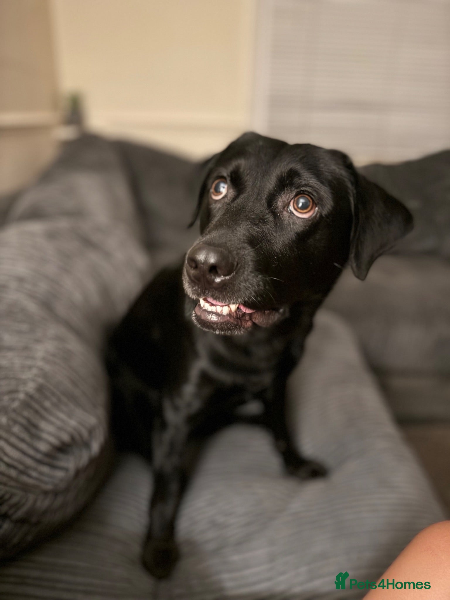 Labrador Retriever dogs Lab for rehome - Advert 5