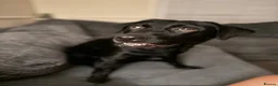 Labrador Retriever dogs for sale: Lab for rehome - Advert 1