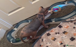 Sphynx cats for sale: Beautiful Calico kitten  - Image 5