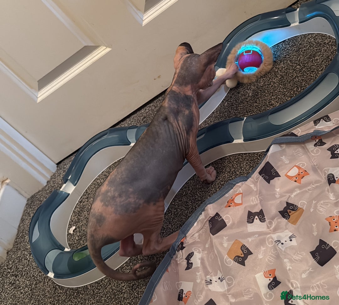 Sphynx cats for sale: Beautiful Calico kitten  - Image 5