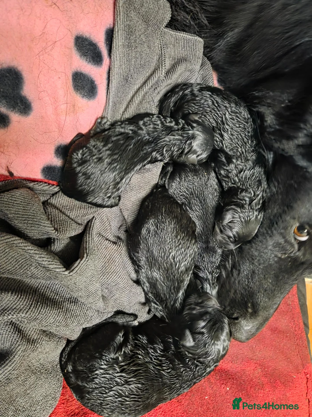 German Shepherd dogs for sale: Black german shepherds for sale - Advert 2