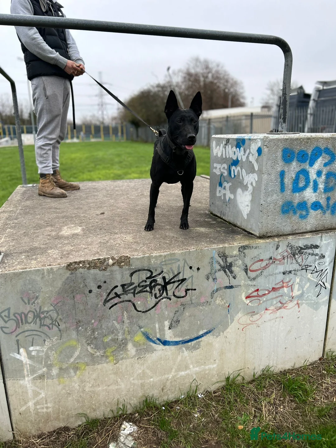 Mixed Breed dogs for sale: Malinois x German shepherd puppy’s  in Grays - Advert 2