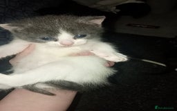Mixed Breed cats for sale: Kittens for sale - Image 2