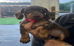 Miniature Dachshund dogs for sale: Miniature Daschunds  - Image 29