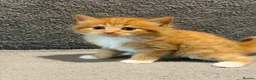 Mixed Breed cats for sale: Beautiful Mixed Breed Kitties 🐾 - Advert 6