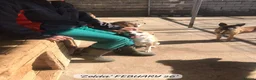 Mixed Breed dogs for adoption: Zelda, 3 yrs old approx. Available for adoption. in Brixham - Advert 17
