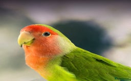 Lovebirds birds for sale: LOVEBIRD - Image 9