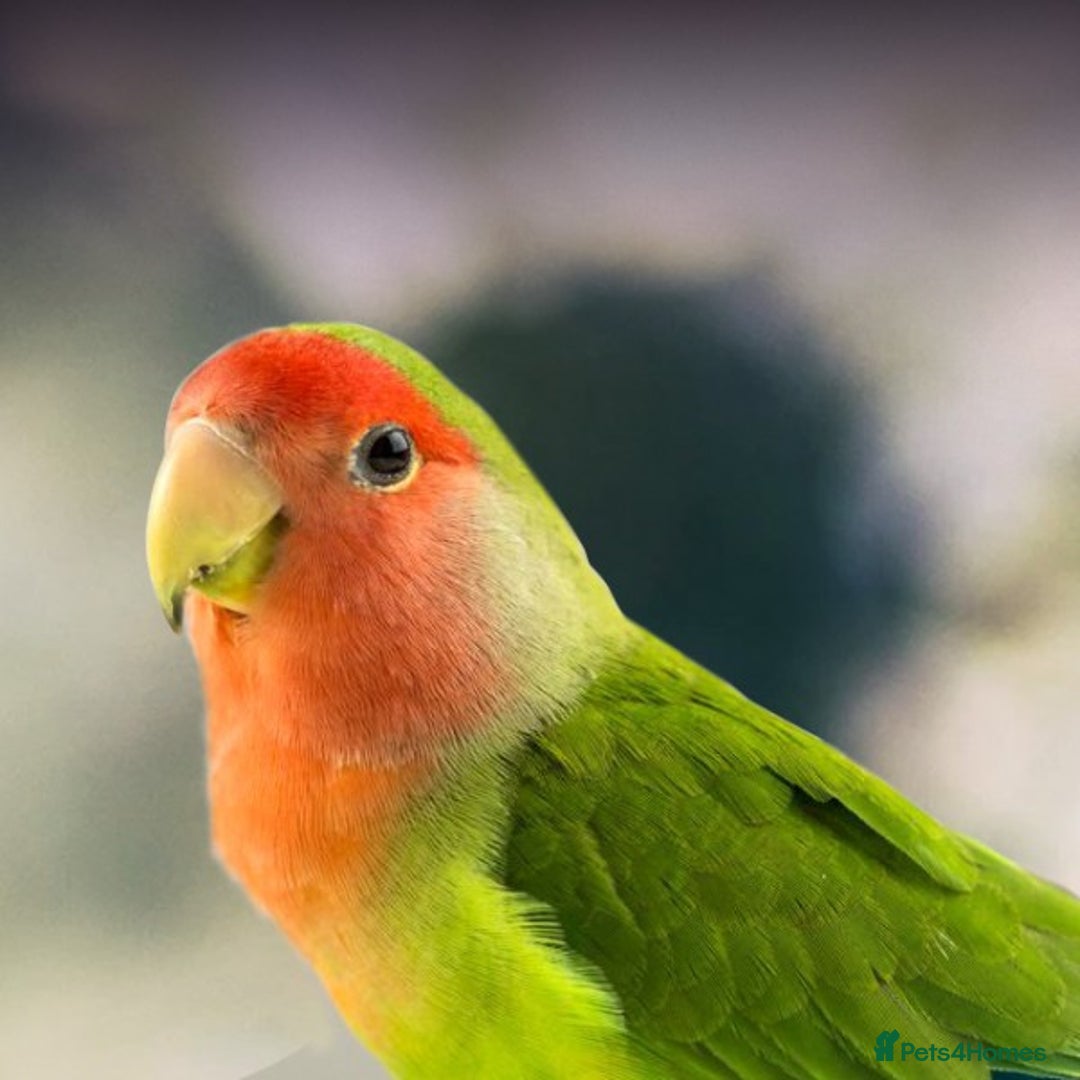 Lovebirds birds for sale: LOVEBIRD - Image 9