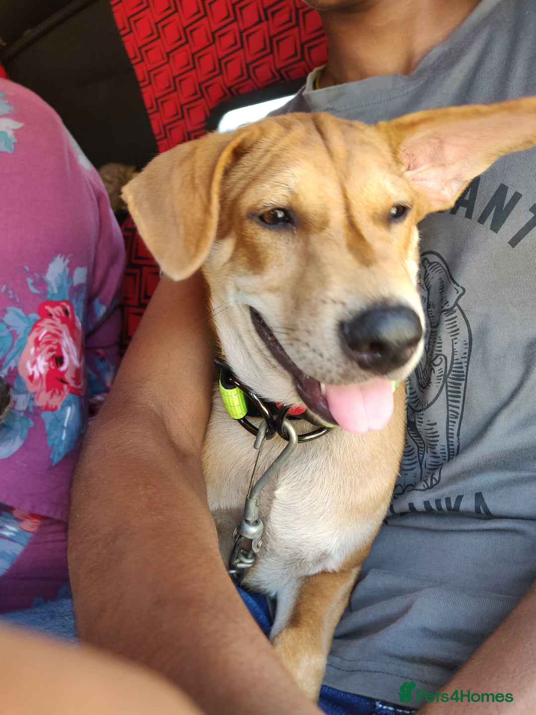 Mixed Breed dogs for sale: Looking for a loving home for one of our 2 Pups! - Image 6