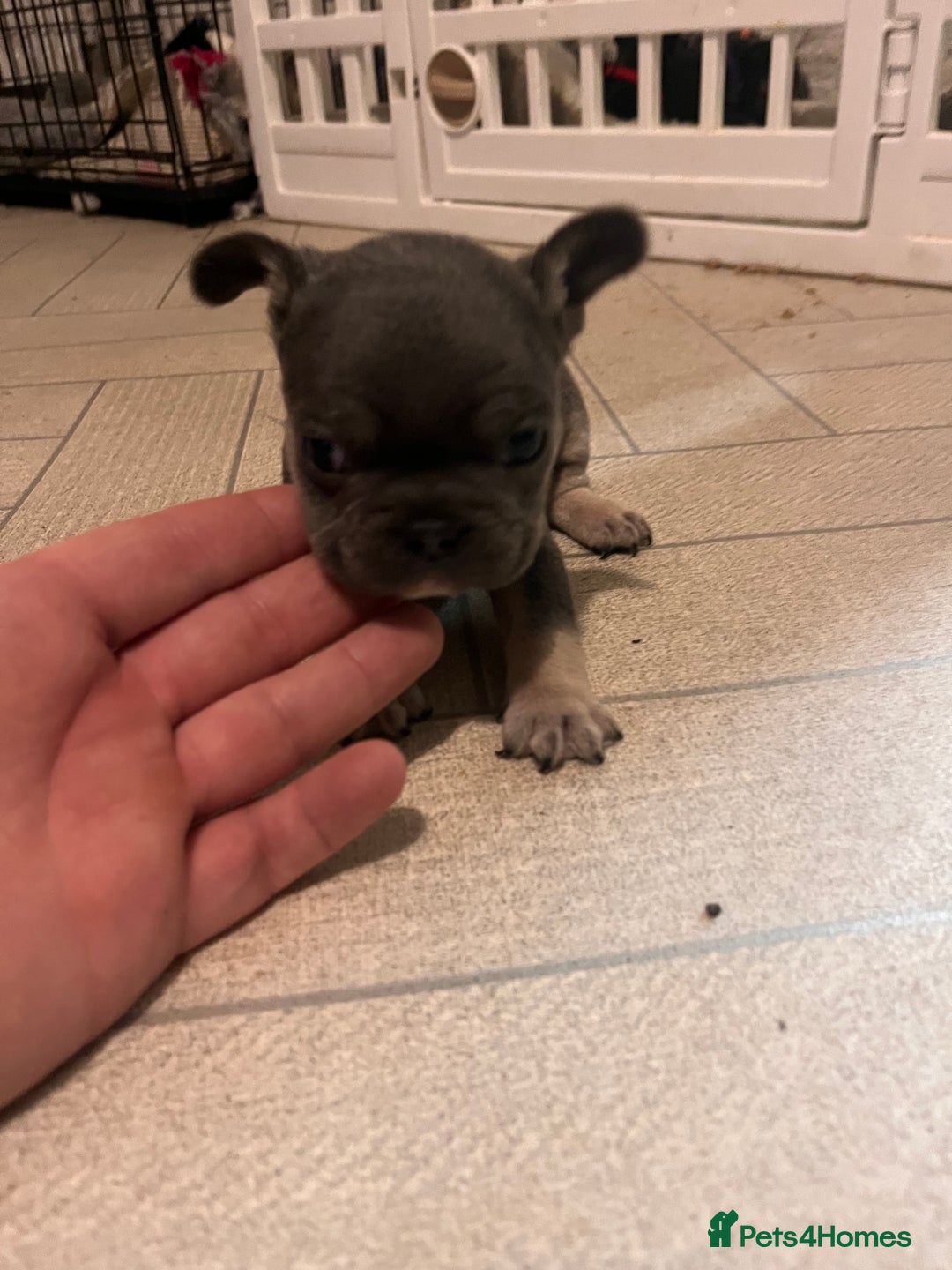 French Bulldog dogs for sale: Cutest frenchies pups  - Advert 9