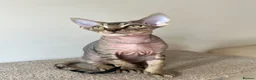 Devon Rex cats for sale: Devon Rex kitten-super social playful and loving  - Advert 4