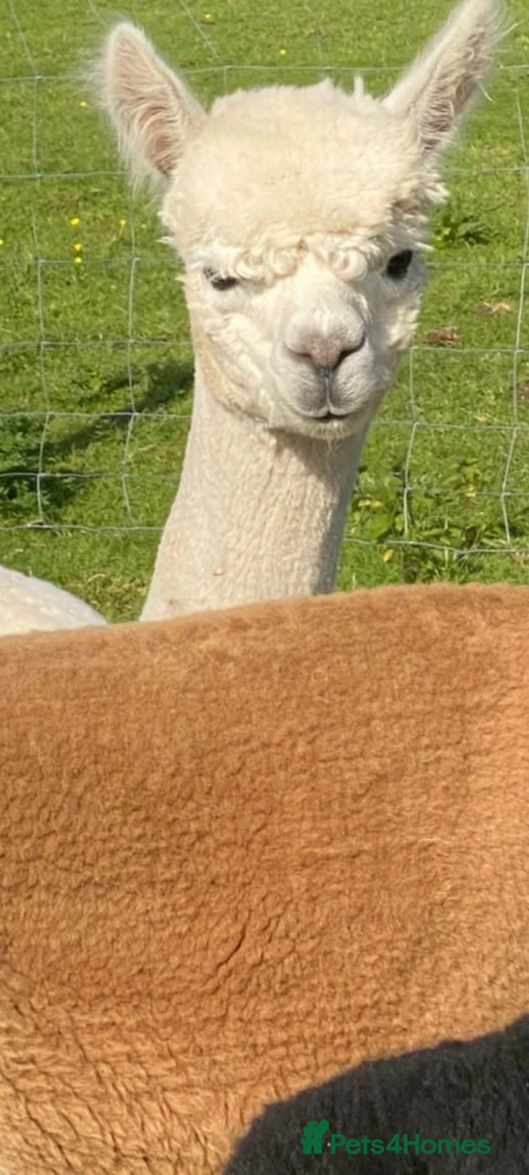 Alpaca livestock for sale: Good homes only in Christchurch - Advert 1