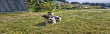 Jack Russell 2