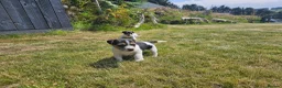 Jack Russell dogs for sale: Outstanding Jack Russell puppies - Advert 13