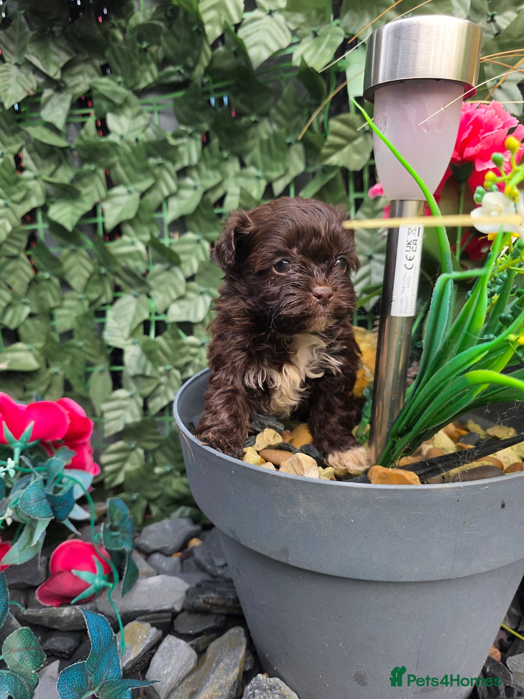 Shihpoo dogs for sale: Beautiful F1 shihpoo babies DNA clear. - Advert 5