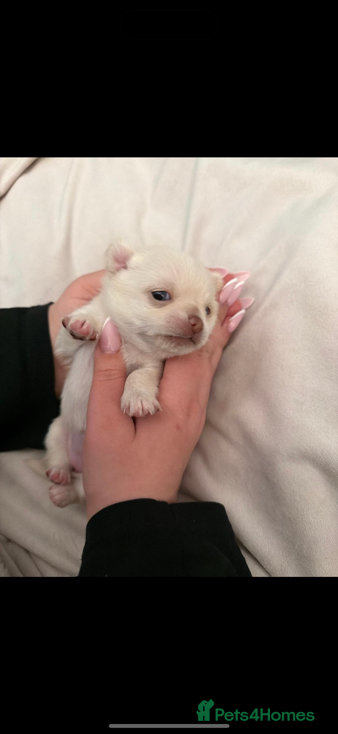 Chihuahua dogs for sale: Beautiful Cream & chocolate tan Chihuahuas! - Advert 4