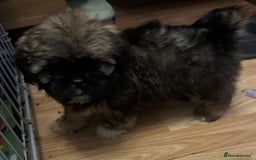 Shih Tzu dogs for sale: Shih Tzu puppies  - Image 4