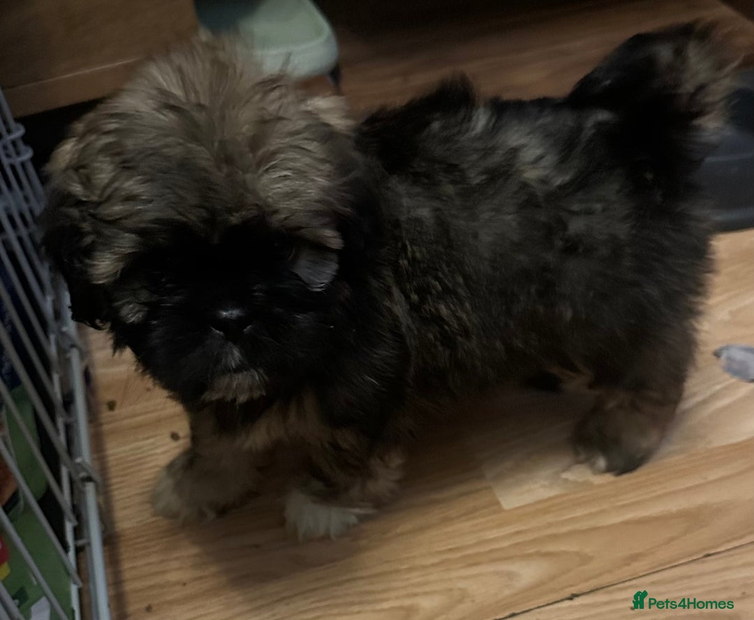 Shih Tzu dogs for sale: Shih Tzu puppies  - Image 4