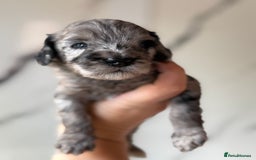 Cockapoo dogs for sale: Stunning Merle cockapoos - Image 23