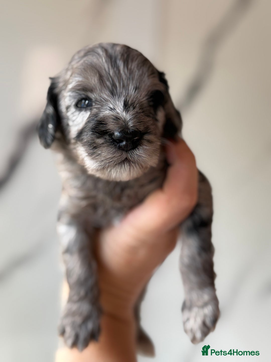Cockapoo dogs for sale: Stunning Merle cockapoos - Image 23