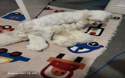 Bichon Frise dogs for sale: Bichon - Image 3