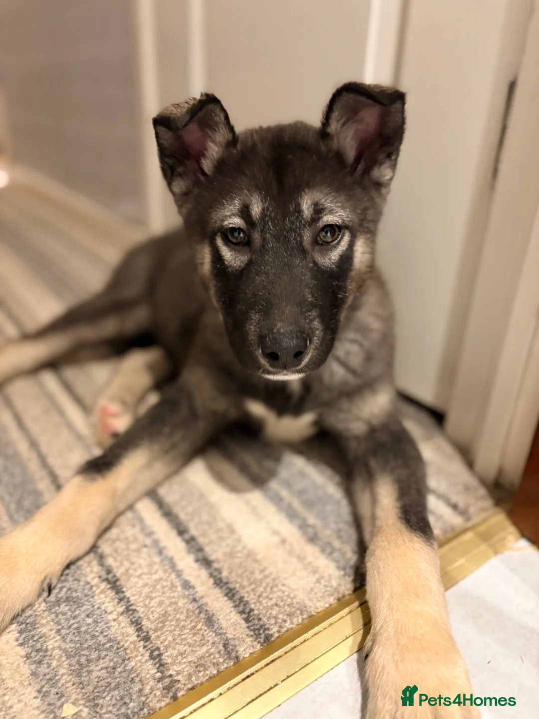 Shepsky dogs for sale: Kobe wan Kenobi needs a forever home - Advert 10