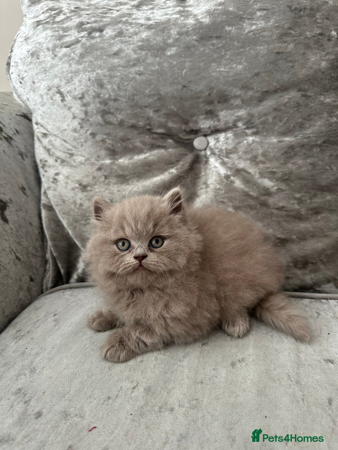 British Shorthair cats for sale:  🦁 Stunning Registered BSH /BLH Champion Lines 🦁 - Image 6