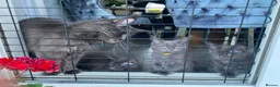 Maine Coon cats for sale: Blue Maine Coon tica registered  - Advert 9