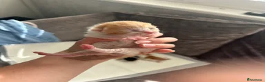 Domestic Shorthair 2