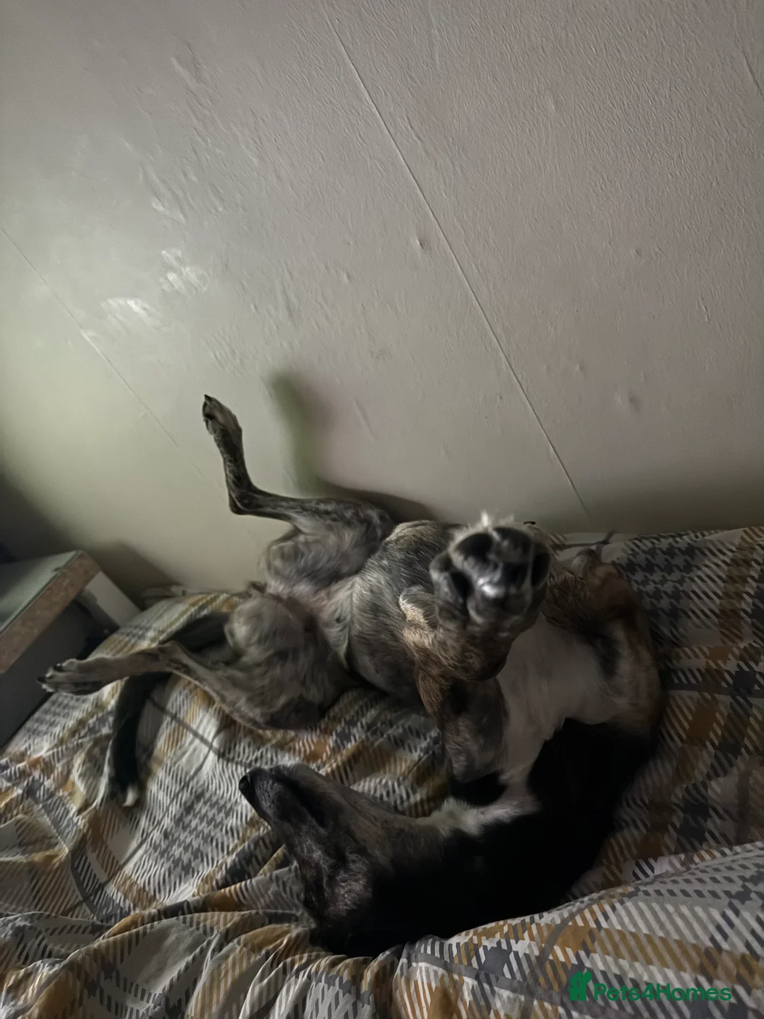 Lurcher dogs for sale: Urgent rehoming in Alcester - Advert 4