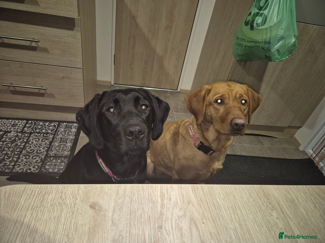 Labrador Retriever dogs for sale: Black labrador - Advert 8