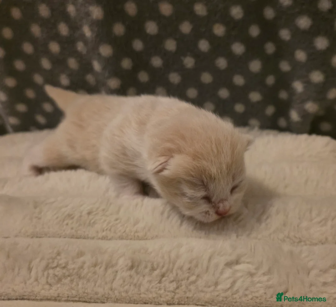 British Shorthair cats for sale: Beautiful unusual Pure British shorthair kittens - Advert 11